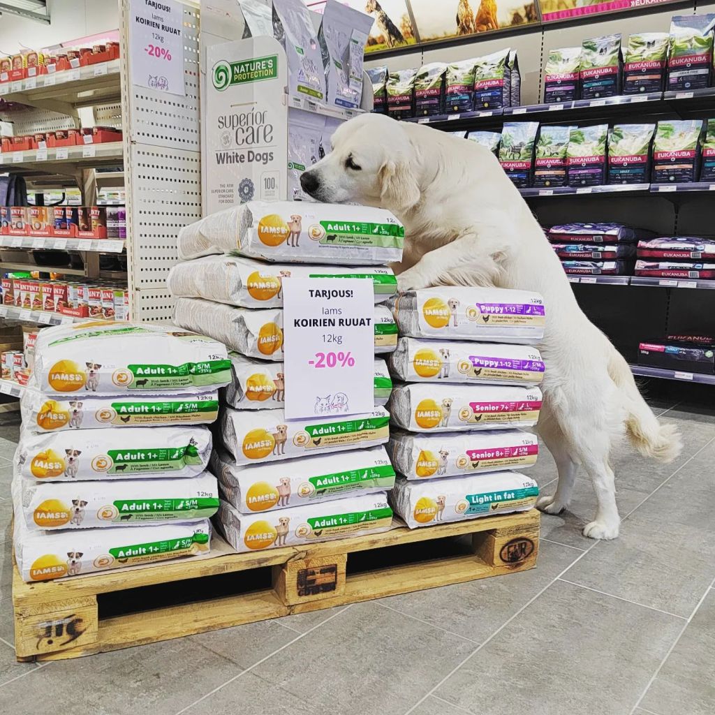 kultainennoutaja takajaloilla