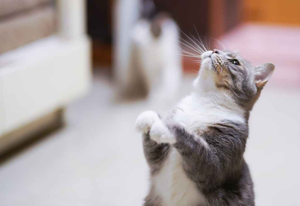 kissa takajaloilla
